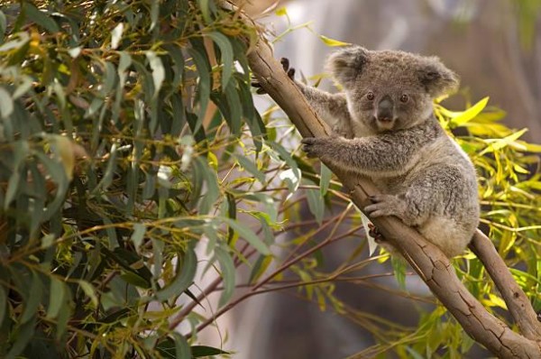 Reforestar con drones, un plan piloto para salvar a los koalas en Australia