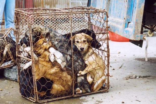 Corea del Sur planea acabar con el comercio de la carne de perro para 2027