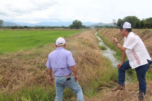 Inspeccionan parcelas de arroz sembradas bajo riego en Coclé