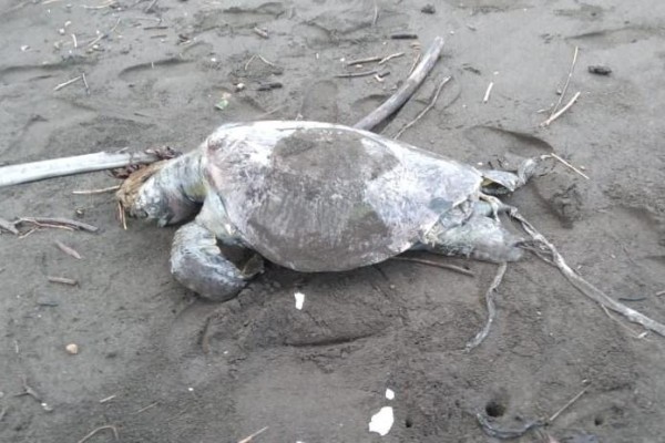 Posible marea roja causa muerte de tortugas marinas en Veraguas