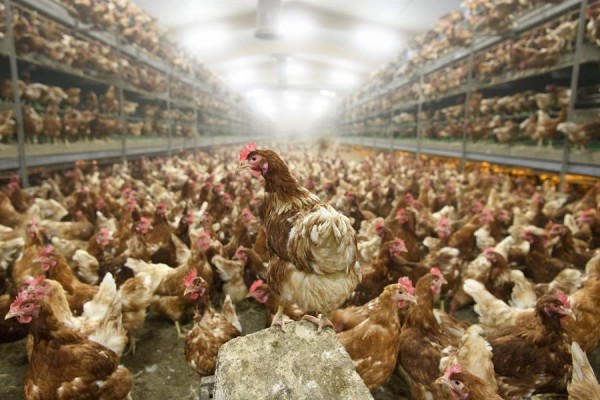 Vista de gallinas en una granja avícola.