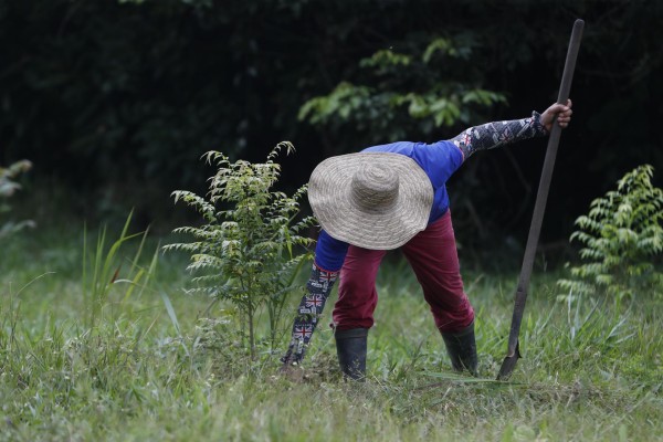 Reforestar el corazón de la Amazonía une a los campesinos colombianos 