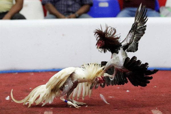 En Panam Las Peleas A Muerte Entre Gallos Son Una Tradici N Y Un Deporte