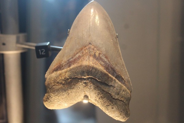 Exhiben los restos del megalodón, el tiburón más grande de la historia