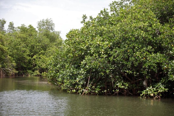 Una hectárea de manglar puede almacenar 3 mil 754 toneladas de carbono.