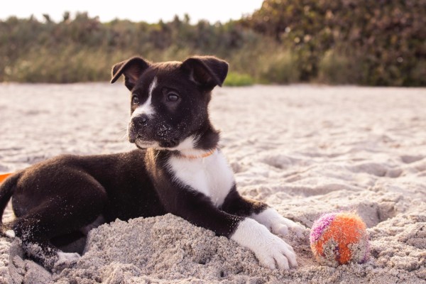 Viajar con mascotas es posible, asegura veterinaria 