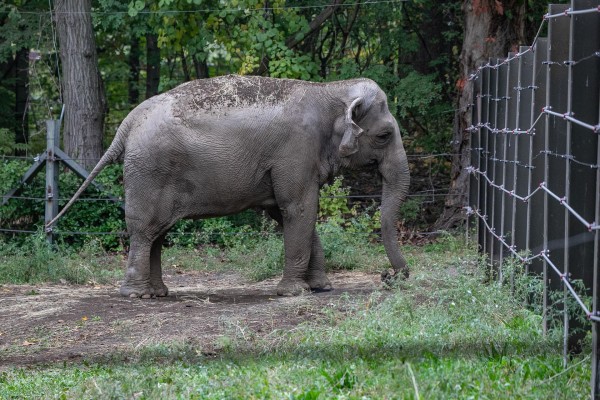 Elefanta no es persona ni tiene derechos humanos, dice un juzgado de Nueva York