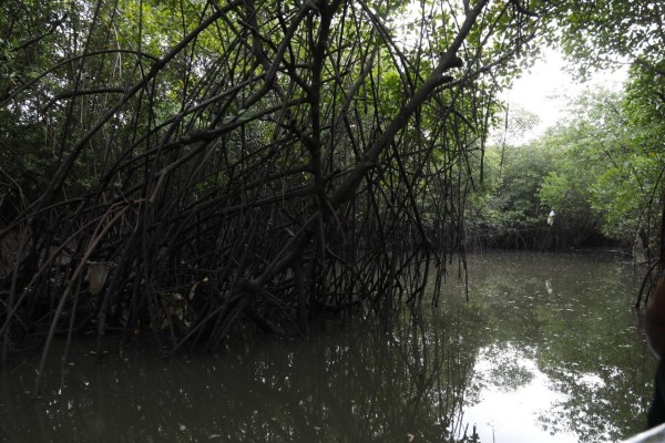 Se buscan estrategias para preservar los manglares de Chiriquí, puesto que representan el segundo más extenso en territorio istmeño.