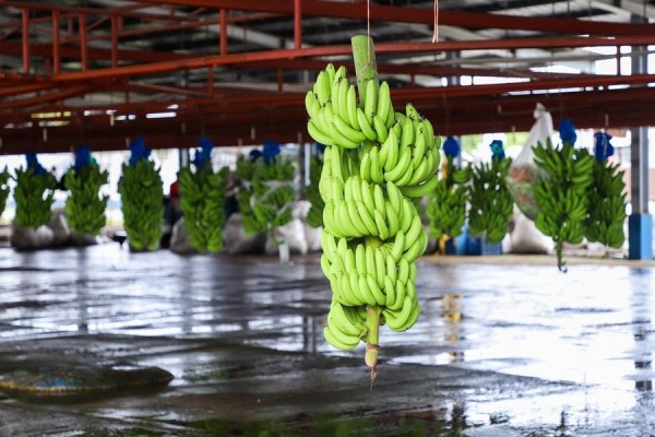 Sindicato de bananeros declara huelga indefinida