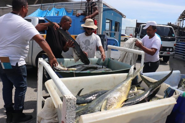 Mil 500 libras de pescado dorado fueron decomisadas