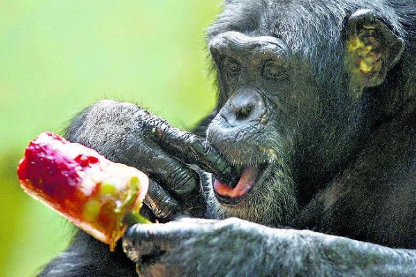 ¡Modifican legislación! El Reino Unido prohibirá tener primates como mascotas