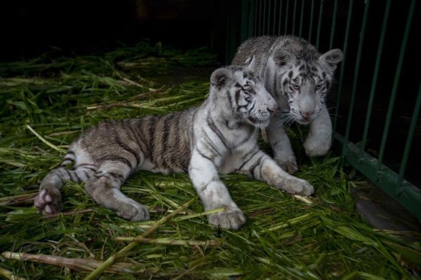 El Zoológico de Nicaragua acoge dos crías del amenazado tigre blanco