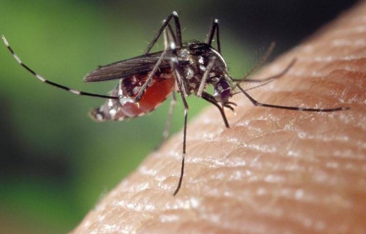 Preocupación en Chiriquí por el aumento de casos de dengue y malaria
