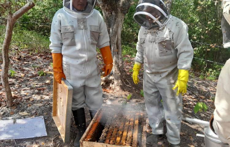 Panamá produce 63,710 galones de miel de abeja al año