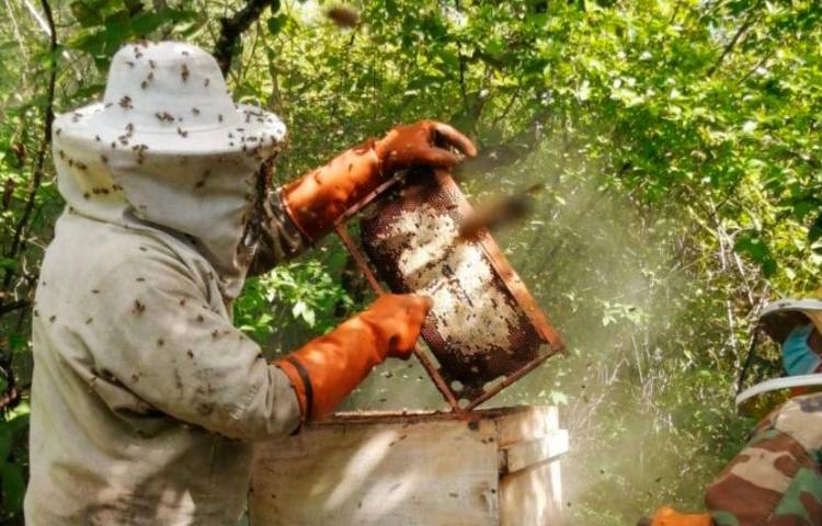 La actividad apícola se incrementa en Panamá. Se producen 63,710 galones de miel de abeja al año.
