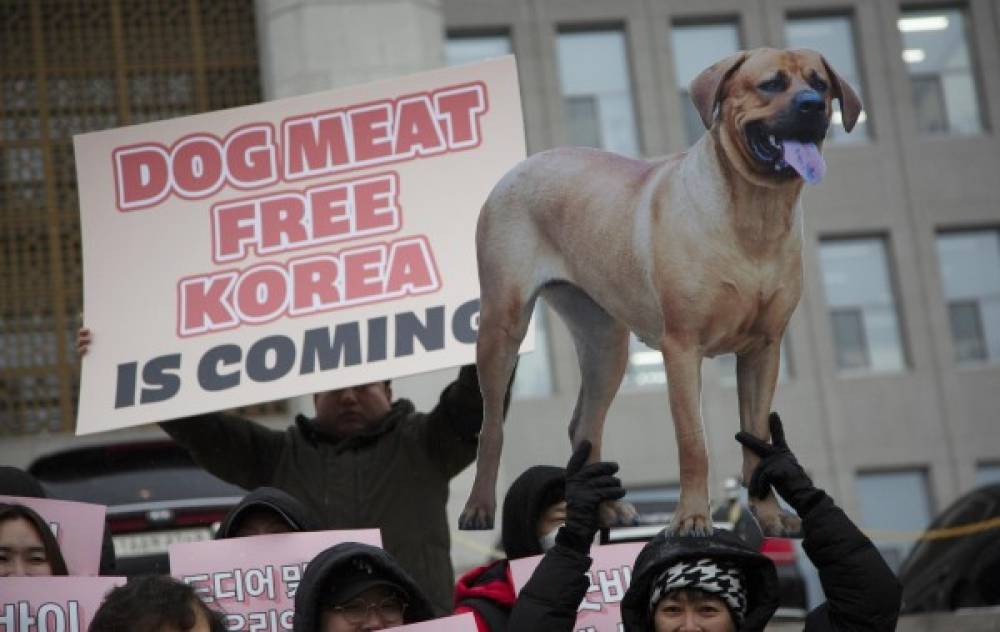 Corea del Sur prohibió la cría, matanza, distribución y venta de carne de perro