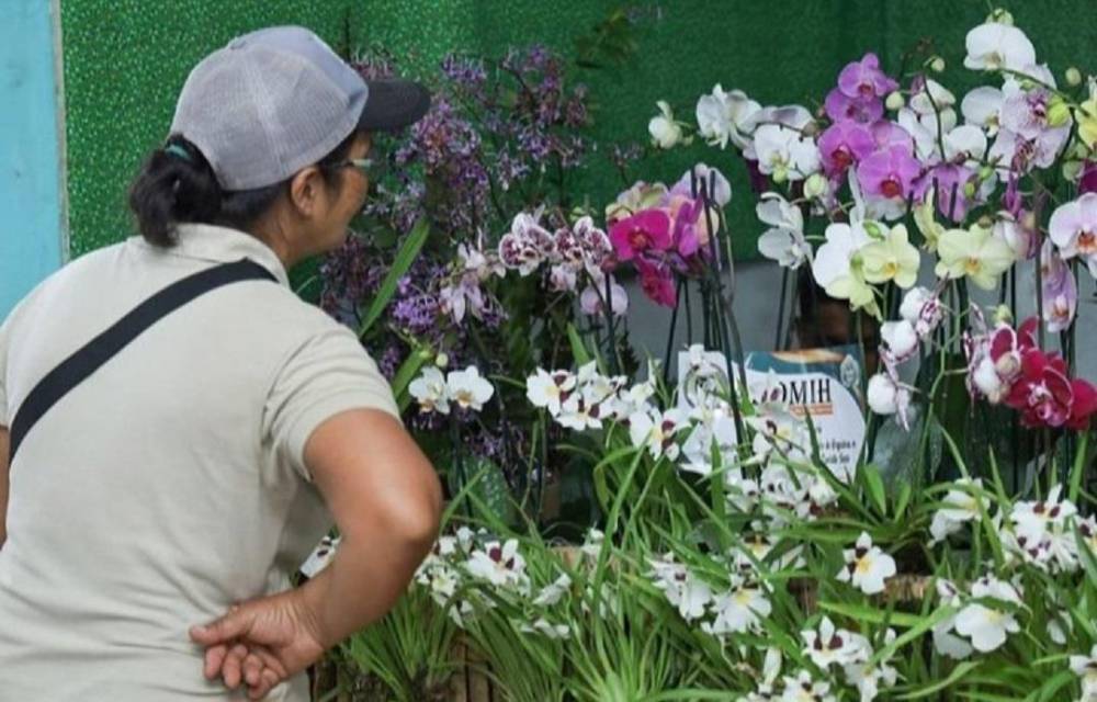 Las Minas, el pueblo que rinde honores a la Flor del Espíritu Santo