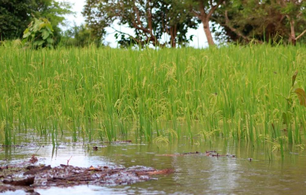 El Instituto de Seguro Agropecuario ha registrado afectaciones en rubros clave, como el arroz y el maíz.