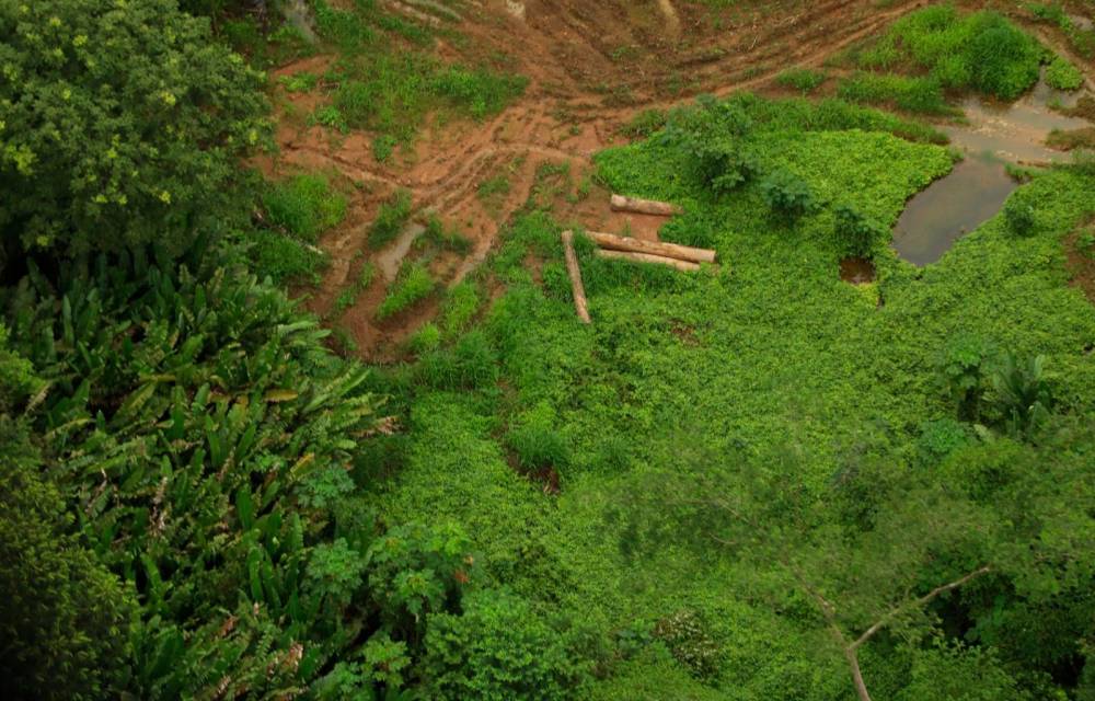 MiAmbiente hizo un llamado urgente para frenar la deforestación.