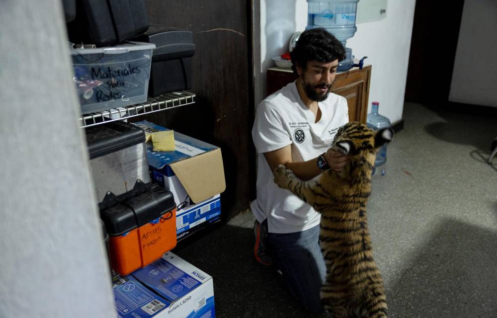Un veterinario juega con 'Asha', una tigresa de cuatro meses encontrada abandonada en una vivienda, este miércoles en Ciudad de Guatemala (Guatemala). EFE/ David Toro