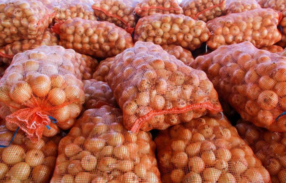 Cebolleros en Chiriquí anticipan aumento de precios
