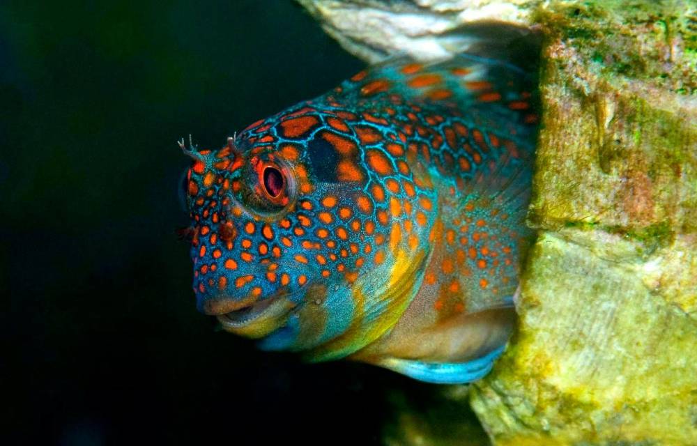 Sueños de un niño cautivado por los ecosistemas marinos se hacen realidad en Panamá