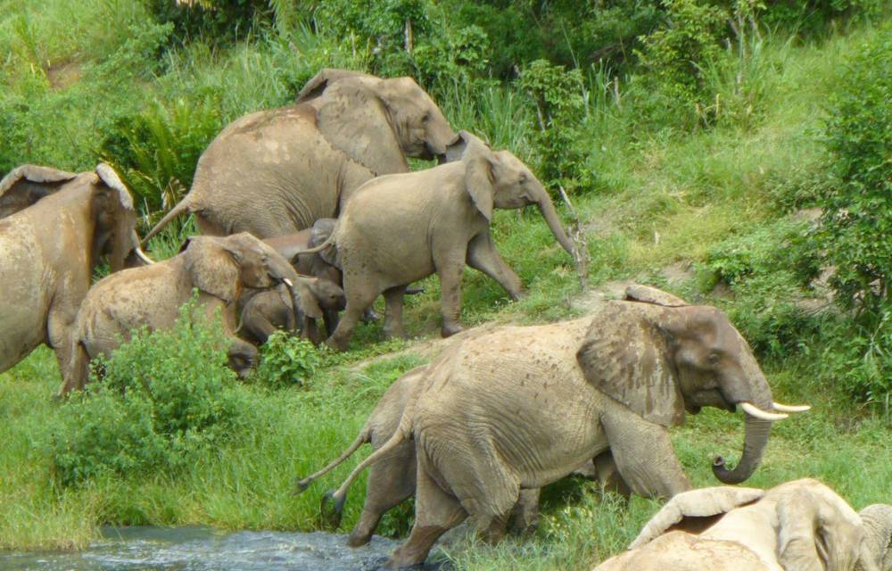 En la imagen de archivo, manada de elefantes en la Reserva Nacional de Shimba Hills en Kenia.