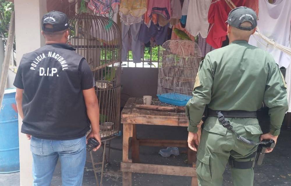 Policía decomisa fauna silvestre en operación en Arraiján