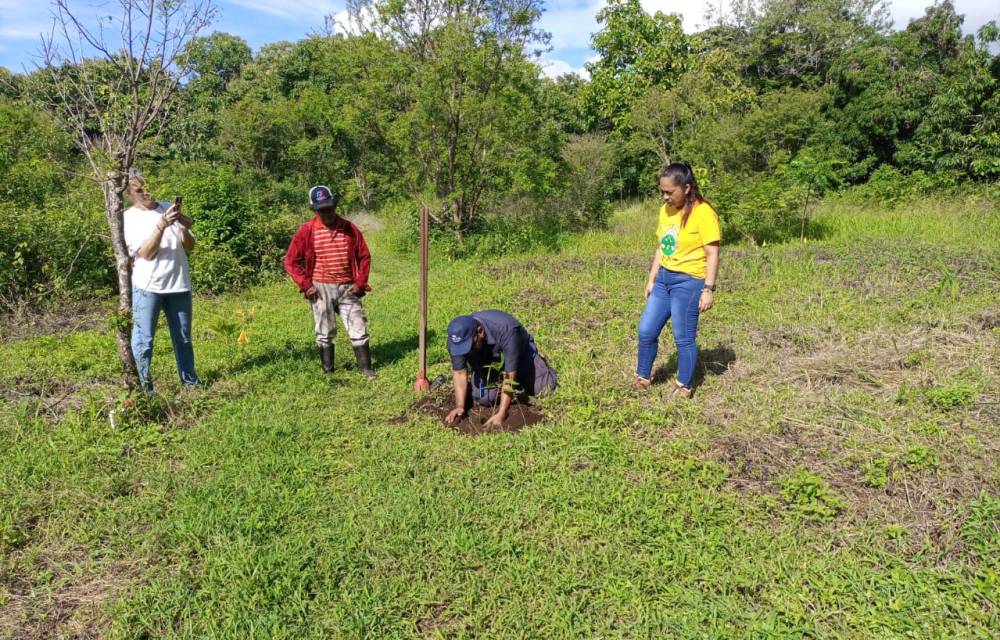 Voluntarios plantan 906 árboles en jornada de restauración forestal