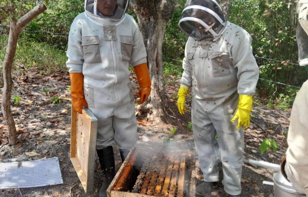 Chiriquí es la provincia que más produce miel de abeja