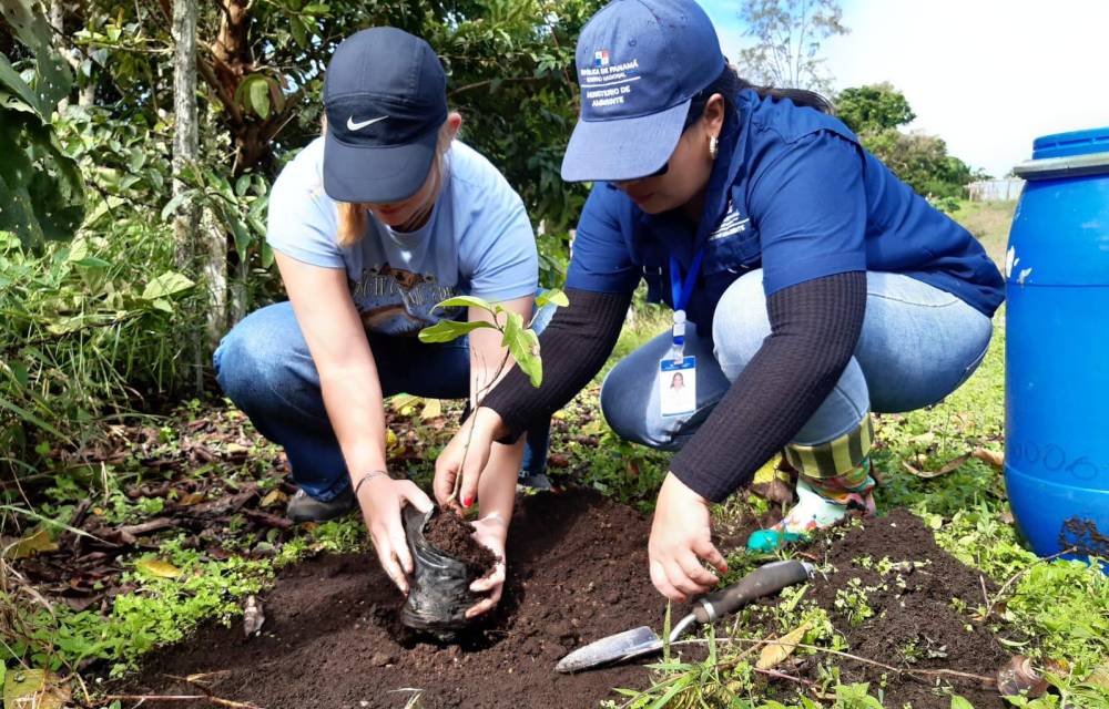 Voluntarios plantan 906 árboles en jornada de restauración forestal