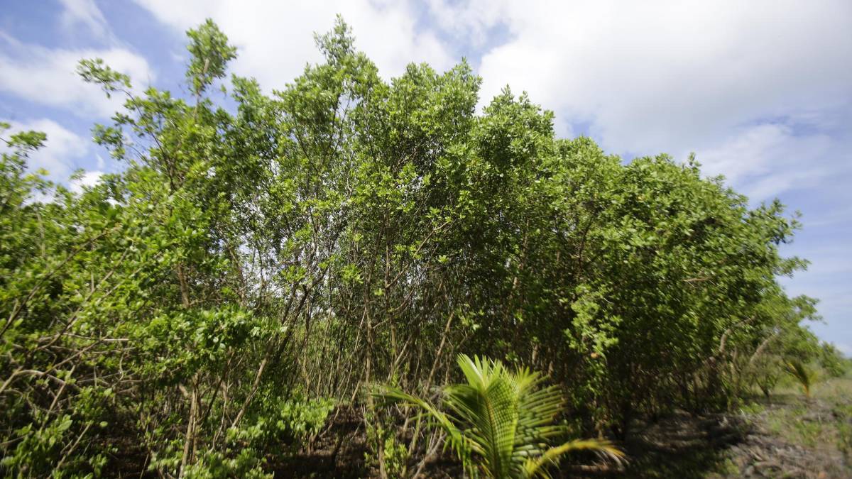 Los manglares regresan a una antigua base de comunicaciones militares de EE.UU. en Panamá Los manglares regresan a una antigua base de comunicaciones militares de EE.UU. en Panamá