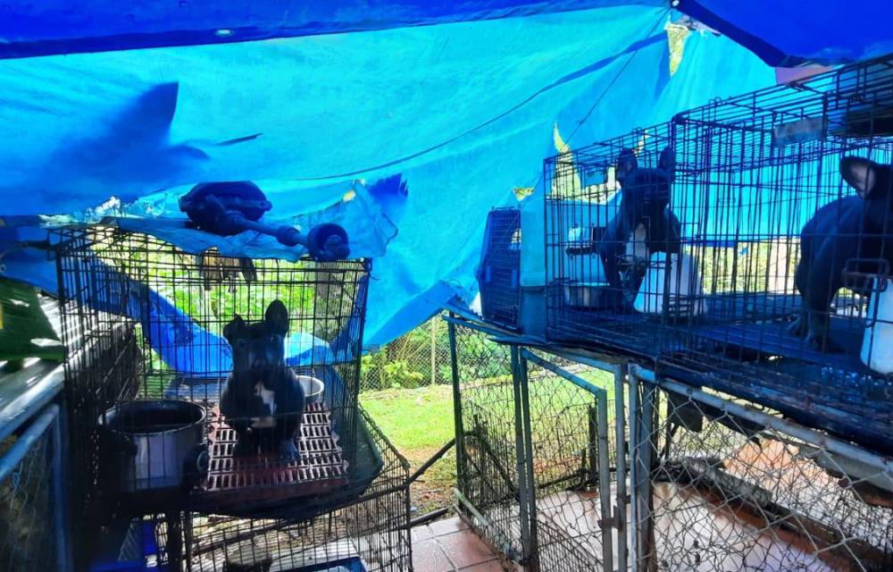 Rescatan 23 perros en cautiverio en Cerro Azul