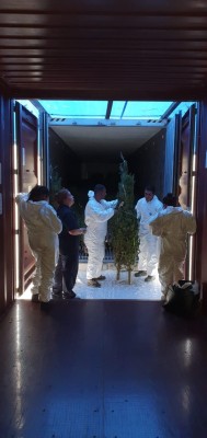 Más de 12 mil arbolitos llegaron a Panamá 