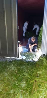 Más de 12 mil arbolitos llegaron a Panamá 