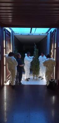 Más de 12 mil arbolitos llegaron a Panamá 