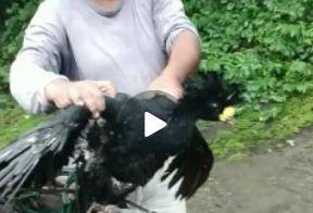 La especie Pavón macho mientras es capturado. (Ilustrativa)