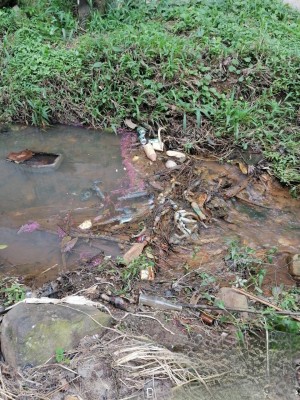 Encuentran 10 iguanas verdes muertas en una quebrada en La Mitra de La Chorrera