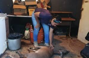 Agarran a dos que habían cazado a un pobre venado en área protegida