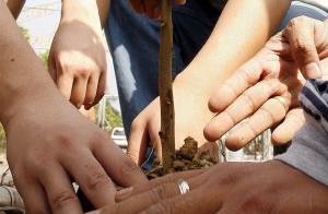 Vista de personas sembrando un árbol, en una fotografía