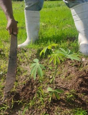 Siembran nueva variedad de yuca en Llano Marín