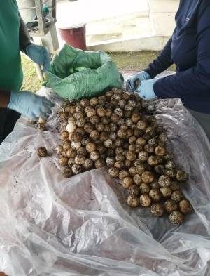 Decomisan mil 151 huevos de tortuga marina en Los Santos
