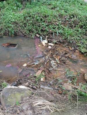 Encuentran 10 iguanas verdes muertas en una quebrada en La Mitra de La Chorrera