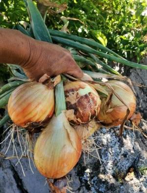 Mida asegura que habrá cebolla hasta fin de año
