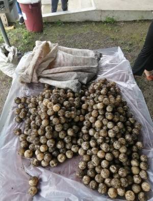 Decomisan mil 151 huevos de tortuga marina en Los Santos