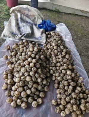 Decomisan mil 151 huevos de tortuga marina en Los Santos