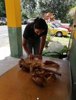 Los dos ejemplares de iguana verde fueron cazados dentro de una zona silvestre protegida y custodiado por los guardaparques de Polígono de Tiro Emperador y Balboa Oeste del Ministerio de Ambiente, en la cual la caza es estrictamente prohibida, resaltó la técnica.