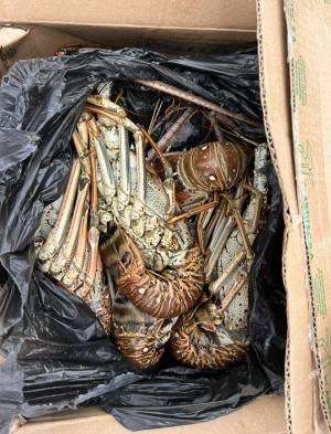 Perniles y langostas para reos de alto perfil de 'La Picota', en Bogotá