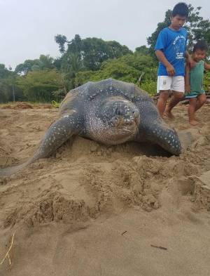 En el mes de octubre finalizó la anidación de la tortuga Carey.