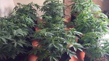 Las autoridades ubicaron en una de las habitaciones del inmueble plantas y productos químicos.